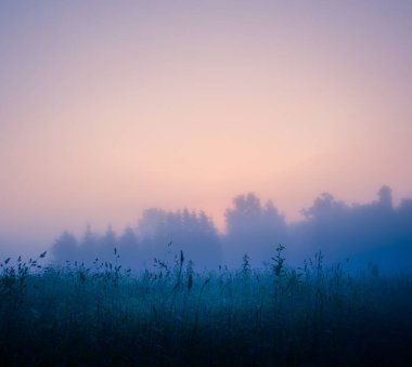 Gizemli Huzur: Kuzey Avrupa 'da Sisli Yaz Sabahında Taze Çayır