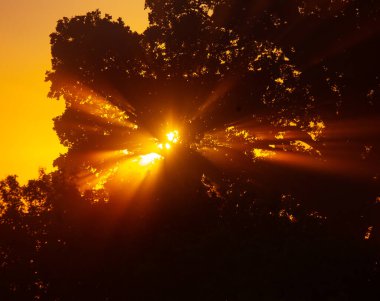 Yaz 'ın Altın İksiri: Kuzey Avrupa' da Ağaç Dalları Arasında Görkemli Gün Doğumu