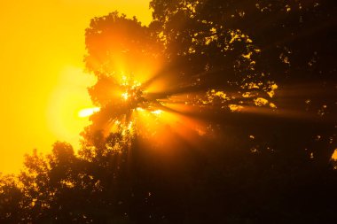 Yaz 'ın Altın İksiri: Kuzey Avrupa' da Ağaç Dalları Arasında Görkemli Gün Doğumu