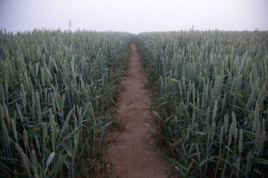 Mystical Pathways: Kuzey Avrupa 'daki Sisli Buğday Tarlasında Sabah Gezintisi