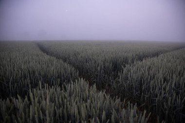 Mystical Pathways: Kuzey Avrupa 'daki Sisli Buğday Tarlasında Sabah Gezintisi