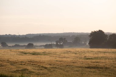 Morning Glory: Majestic Summer Fields Kuzey Avrupa 'da Gündoğumunda yıkandı