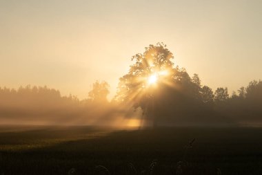 Altın Gün Doğumu: Kuzey Avrupa 'nın kırsal kesimindeki Serene Buğday Sahası