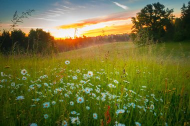 Yaz Senfonisi: Kuzey Avrupa 'da Sabah Işığında Çiçekli Çayır Serenadı
