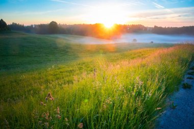 Misty Serenity: Kuzey Avrupa 'daki Sisli Çayır' da Büyüleyici Yaz Sabahı