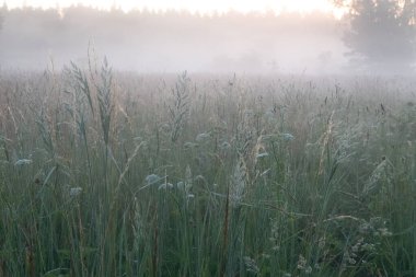 Misty Serenity: Kuzey Avrupa 'daki Sisli Çayır' da Büyüleyici Yaz Sabahı