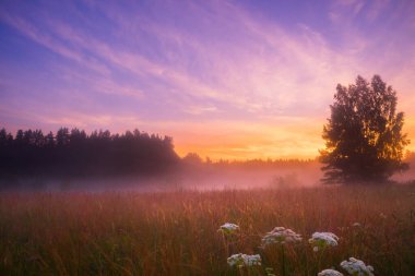 Misty Serenity: Kuzey Avrupa 'daki Sisli Çayır' da Büyüleyici Yaz Sabahı