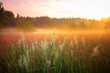 Misty Serenity: Kuzey Avrupa 'daki Sisli Çayır' da Büyüleyici Yaz Sabahı