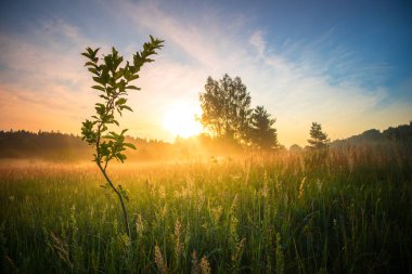 Misty Serenity: Kuzey Avrupa 'daki Sisli Çayır' da Büyüleyici Yaz Sabahı