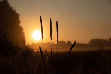 Misty Serenity: Kuzey Avrupa 'daki Sisli Çayır' da Büyüleyici Yaz Sabahı