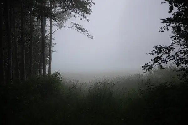 神秘莫测的耳语 笼罩在北欧雾中的闷热的夏季森林风景 — 图库照片