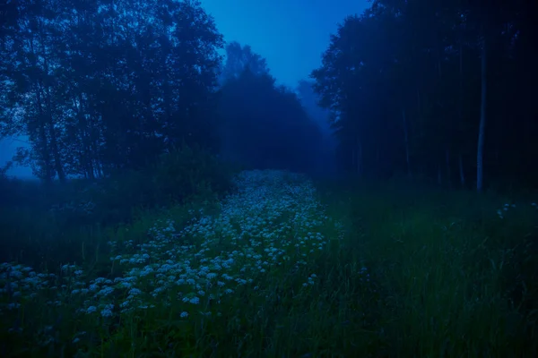 Rätselhaftes Geflüster Launische Sommerliche Waldlandschaft Nordeuropa Nebel — Stockfoto