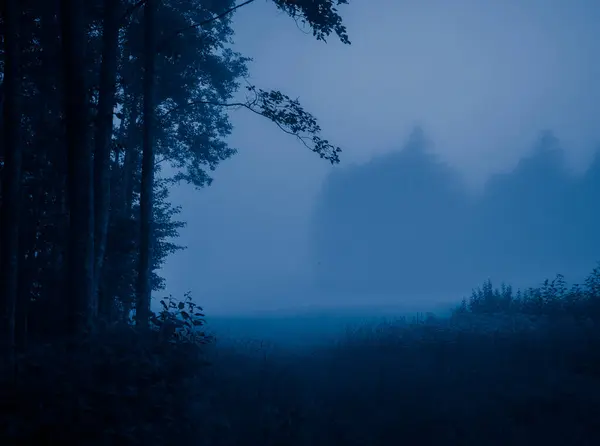 Enigmatic Whispers Moody Summer Forest Scenery Shrouded Fog Northern Europe — Stock fotografie