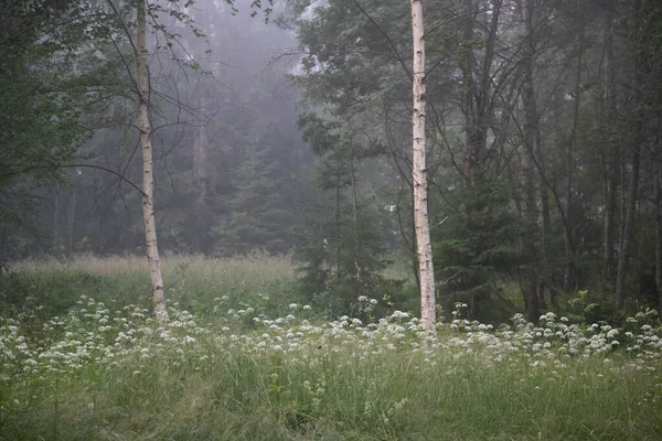 Whispers Énigmatiques Moody Summer Forest Scenery Entouré Brouillard Dans Nord — Photo
