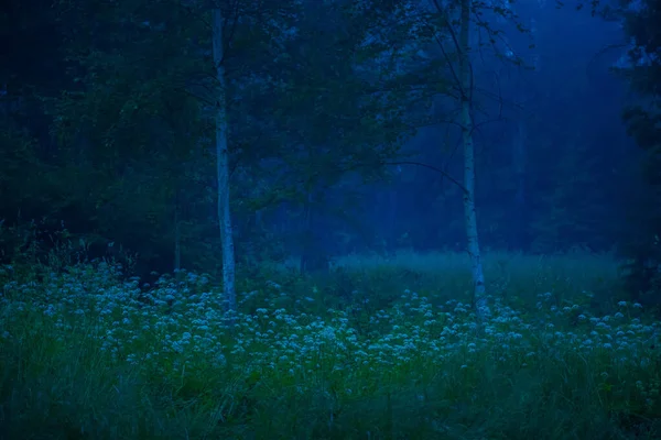 Whispers Énigmatiques Moody Summer Forest Scenery Entouré Brouillard Dans Nord — Photo