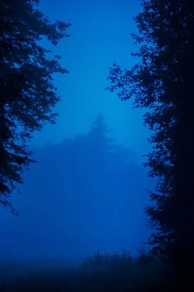 Susurros Enigmáticos Bosque Verano Moody Envuelto Niebla Norte Europa — Foto de Stock