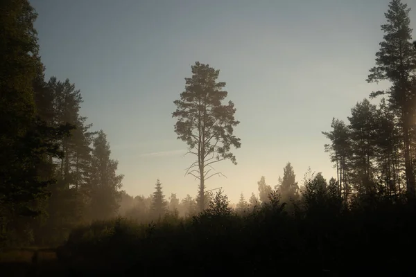 Susurros Enigmáticos Bosque Verano Moody Envuelto Niebla Norte Europa —  Fotos de Stock