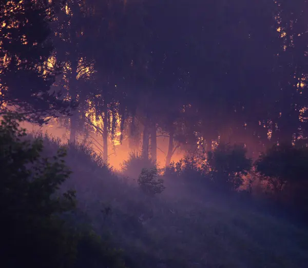 神秘莫测的耳语 笼罩在北欧雾中的闷热的夏季森林风景 — 图库照片