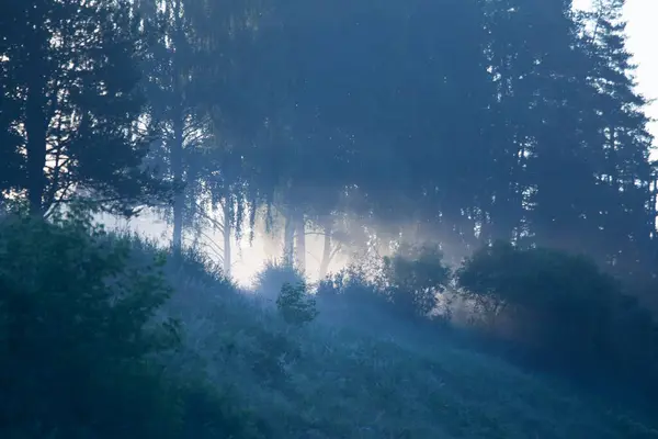 Sussurros Enigmáticos Paisagem Florestal Moody Summer Envolta Neblina Norte Europa — Fotografia de Stock