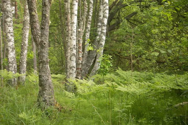 stock image Summer's Verdant Oasis: Serene Beauty of a Fresh Green Forest in Northern Europe