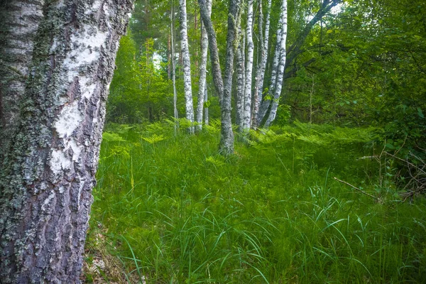 Sommarens Verdant Oasis Lugn Skönhet Fräsch Grön Skog Norra Europa — Stockfoto
