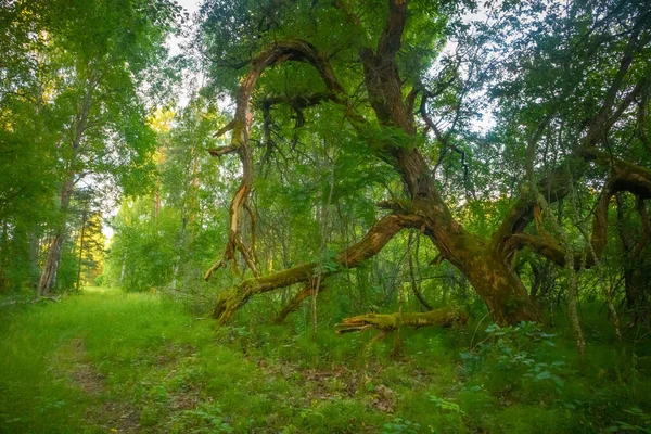 Letnia Zielona Oaza Spokojna Piękność Świeżego Zielonego Lasu Europie Północnej — Zdjęcie stockowe