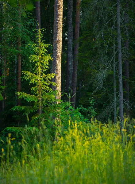 常緑樹交響曲の魅力 北ヨーロッパの夏の森と薪 スプルース — ストック写真