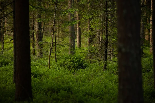 매혹적 Evergreen Symphony Lush Summer Forest Pur Spruce Pine Trees — 스톡 사진