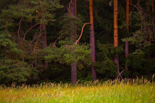 Büyüleyici Evergreen Senfonisi Kuzey Avrupa Firavun Ladin Çam Ağaçlarıyla Dolu — Stok fotoğraf