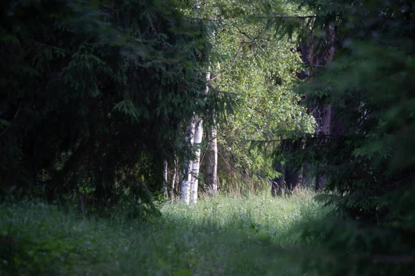 Zauberhafte Immergrüne Symphonie Saftiger Sommerwald Mit Tannen Fichten Und Kiefern — Stockfoto