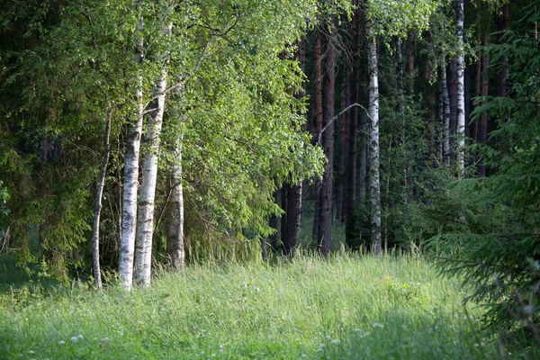 Zauberhafte Immergrüne Symphonie Saftiger Sommerwald Mit Tannen Fichten Und Kiefern — Stockfoto