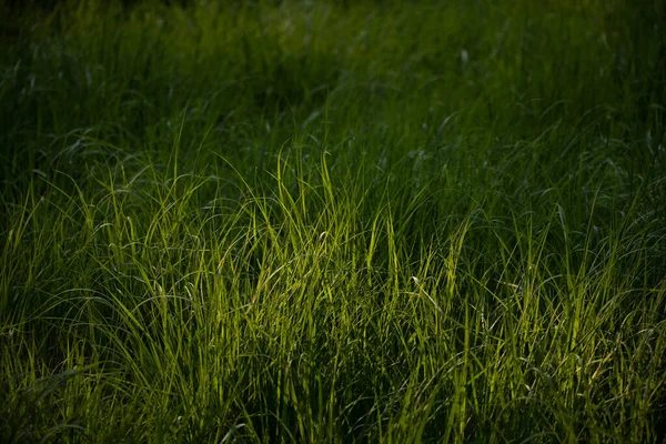 Smaragd Szimfónia Frissítő Zöld Erdei Növények Virágzása Észak Európában — Stock Fotó