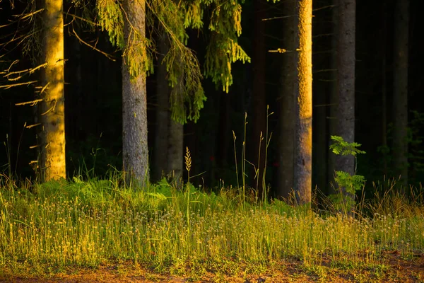 Sérénité Ensoleillée Paysages Estivaux Majestueux Dans Forêt Tempérée Nord Europe — Photo
