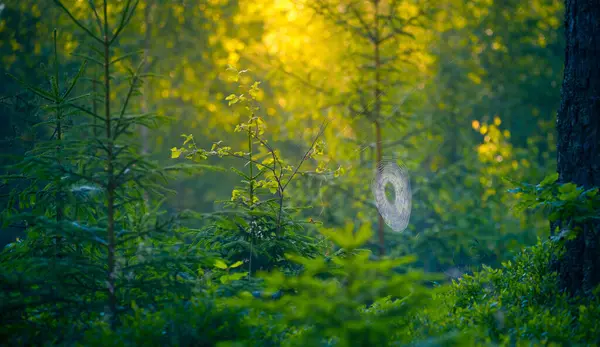 Güneş Işığı Huzuru Kuzey Avrupa Daki Ilıman Ormanında Görkemli Yaz — Stok fotoğraf