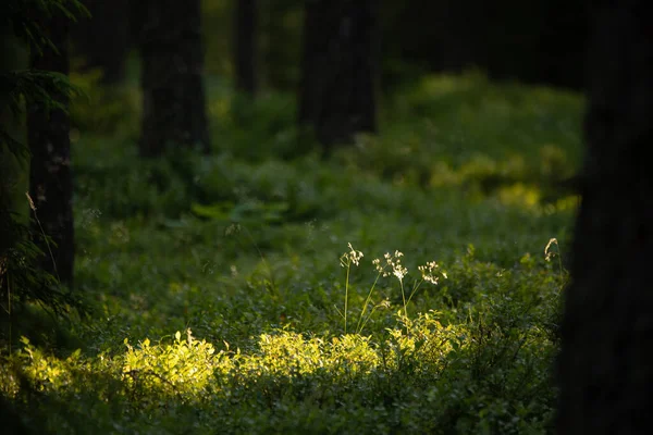 햇빛을 렝티스 북유럽의 지대에서 수있는 — 스톡 사진