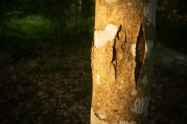 Сонячне Світло Сереніті Величні Літні Пейзажі Помірному Лісі Північній Європі — стокове фото