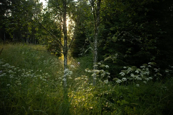 Slunečný Klid Majestátní Letní Scenérie Mírném Lese Severní Evropě — Stock fotografie