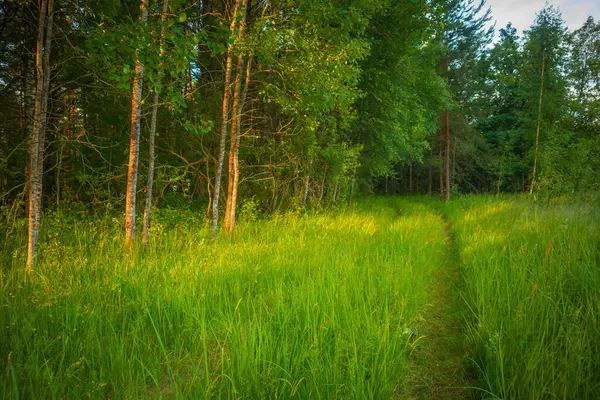 Sonnenbeschienene Gelassenheit Majestätische Sommerlandschaft Gemäßigten Wald Nordeuropas — Stockfoto