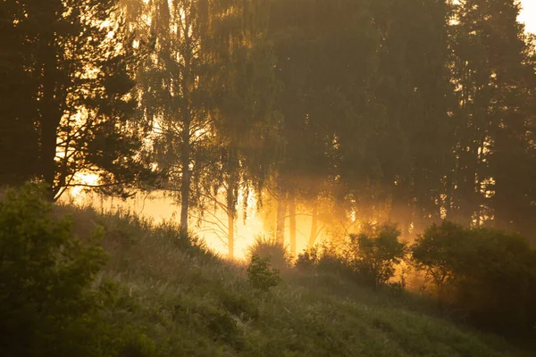 Napsütötte Derű Fenséges Nyári Táj Észak Európai Mérsékelt Erdőben — Stock Fotó