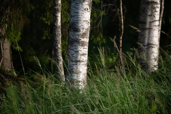 太陽の光のセレニティ 北ヨーロッパの温帯林の雄大な夏の風景 — ストック写真