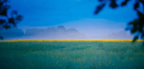 Serenidade Mística Foggy Summer Morning Campo Norte Europa — Fotografia de Stock