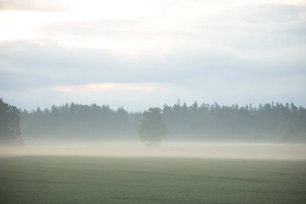 Mystical Serenity Foggy Summer Morning Countryside Northern Europe — Stock Photo, Image