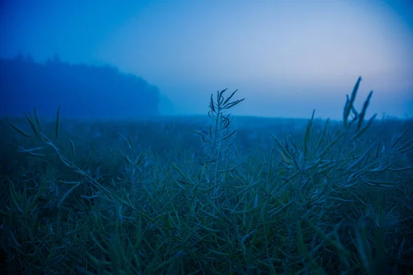 神秘的宁静 北欧乡村多雾的夏日清晨 — 图库照片