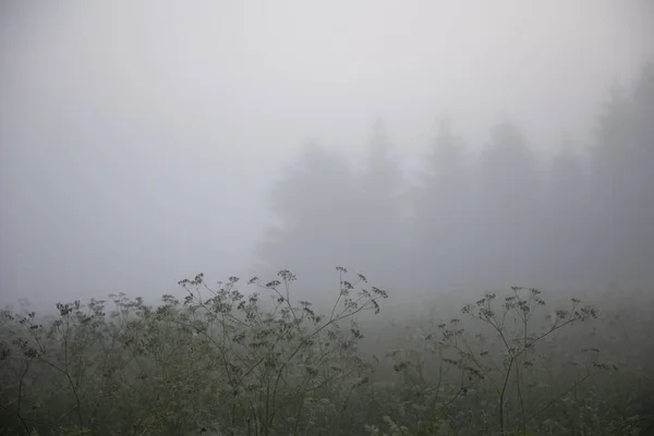 神秘的宁静 北欧多雾夏日清晨的新鲜肉类洗浴 — 图库照片