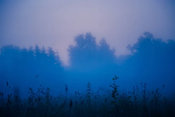 神秘的宁静 北欧多雾夏日清晨的新鲜肉类洗浴 — 图库照片