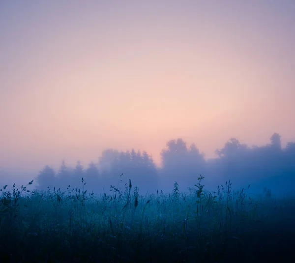 Мистическое Спокойствие Свежий Луг Awash Туманное Летнее Утро Северной Европе — стоковое фото