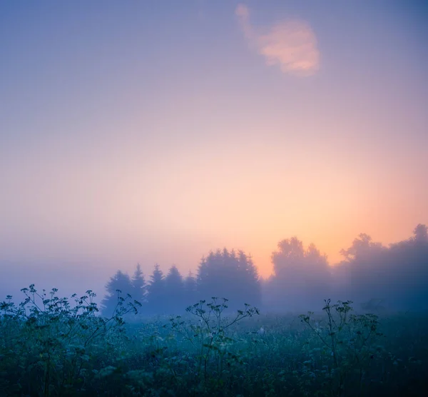 Mystische Ruhe Frische Wiese Nebligen Sommermorgen Nordeuropa — Stockfoto