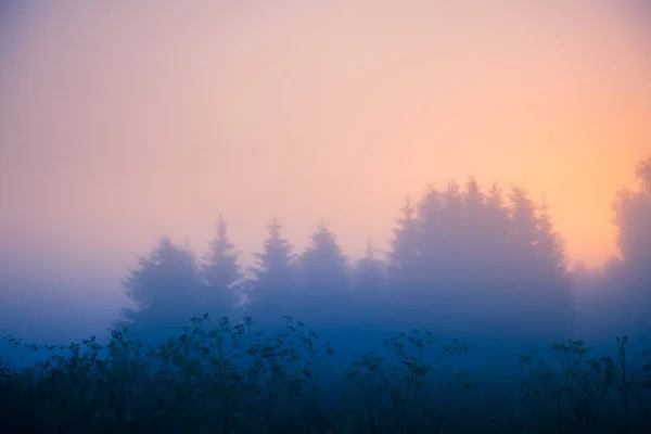 Mystisk Stillhet Färsk Äng Awash Foggy Summer Morning Norra Europa — Stockfoto