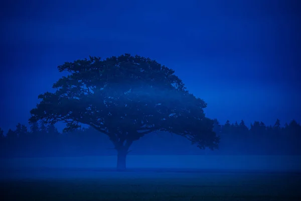 Μυστική Μοναξιά Majestic Oak Tree Αναδύεται Από Ομιχλώδες Morning Field — Φωτογραφία Αρχείου
