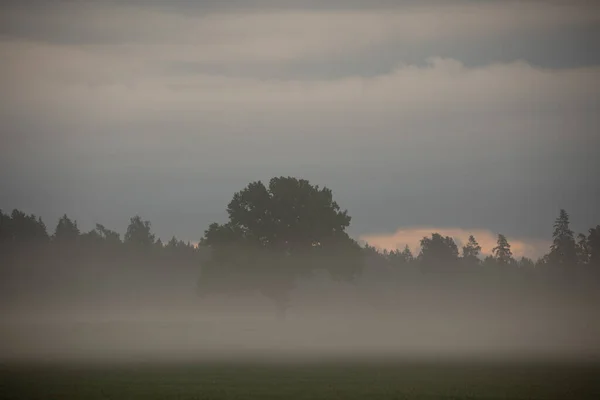 Mystical Solitude Majestic Oak Tree Emerging Foggy Morning Field Northern — Stock Photo, Image